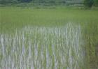 如何缩短水稻缓慢期