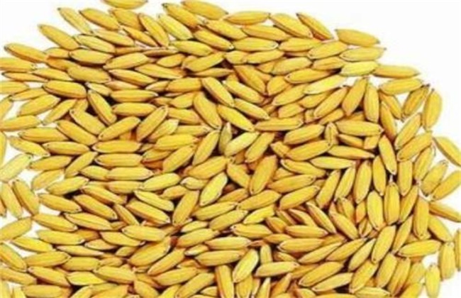 如何提高水稻种子发芽率
