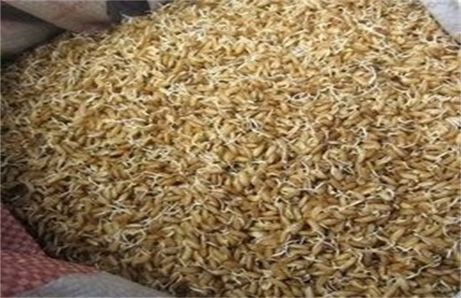 如何提高 水稻种子 发芽率