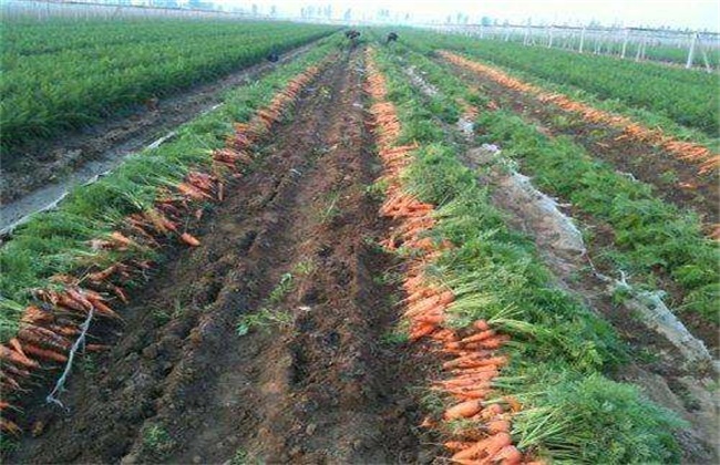 胡萝卜先期抽薹的原因及防治方法