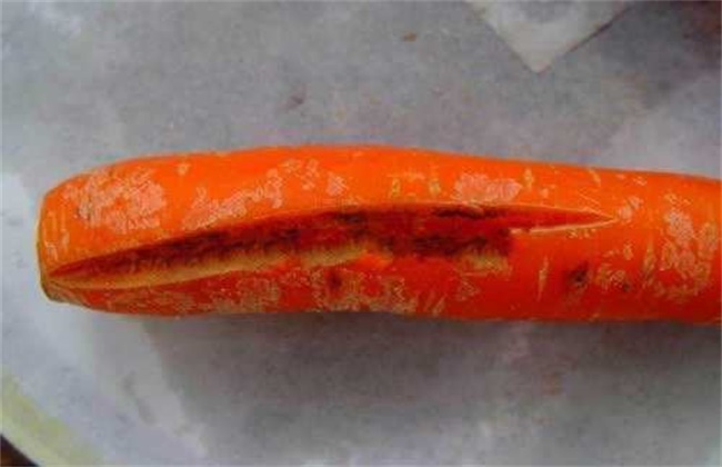 胡萝卜裂根原因及预防方法