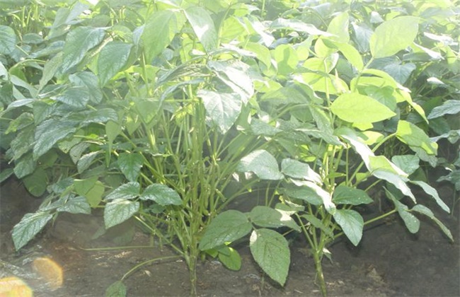 黑豆施肥技术