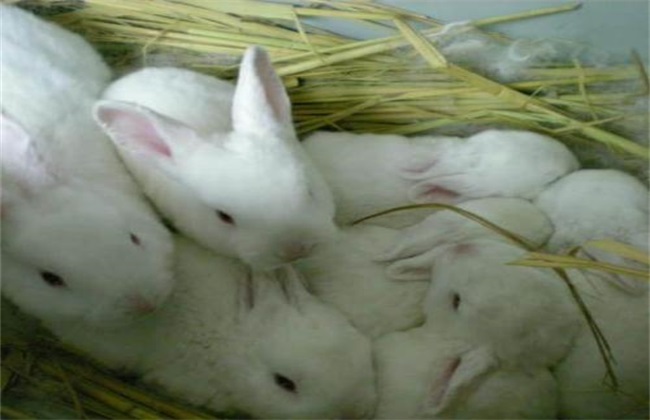 兔子价格多少钱一斤