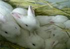 兔子价格多少钱一斤