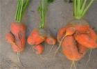 胡萝卜畸形的原因及防治方法