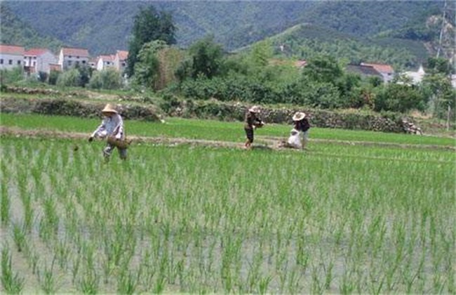 水稻 施肥 注意事项
