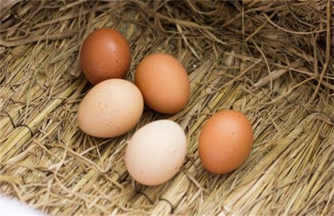 蛋鸡 产白壳蛋 原因