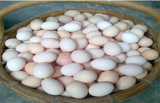 蛋鸡 产白壳蛋 原因