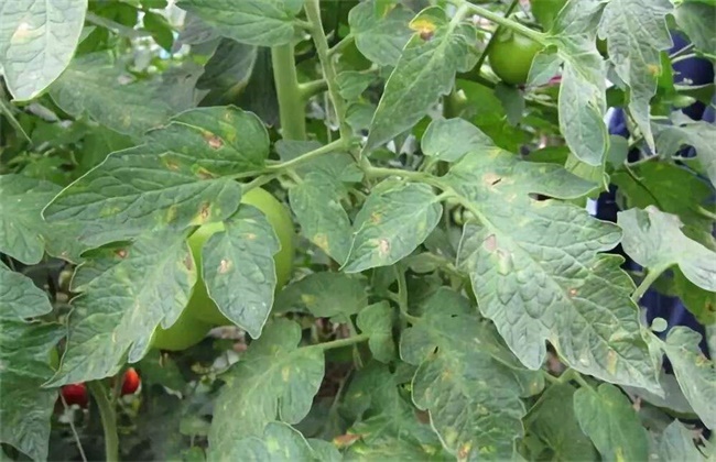 番茄肥害症状及防治措施