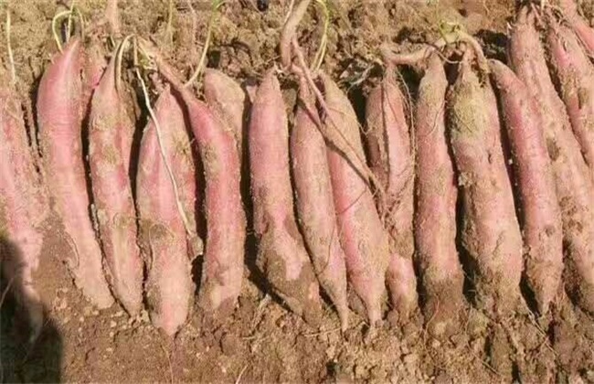 红薯 育苗时间 方法