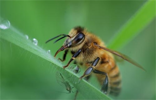 如何给蜜蜂喂水