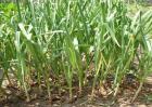 大蒜春季水肥管理措施