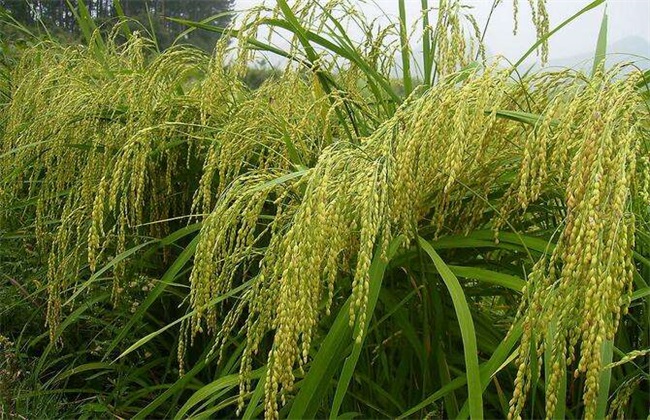 粳米种植技术