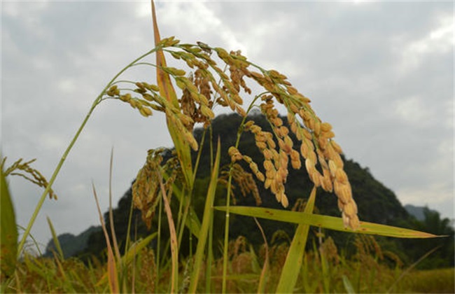 粳米 种植 技术