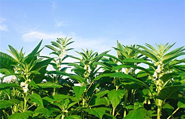 种植技术 粮食种植 正文水分营养是芝麻生长过程中不可缺少的营养