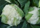 花椰菜的采收和保存方法