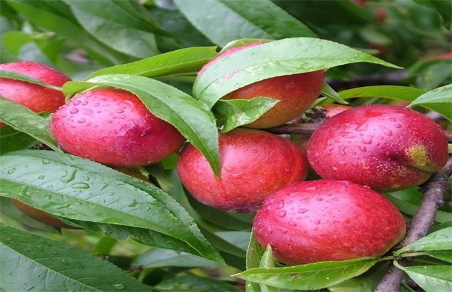 油桃 种植 技术