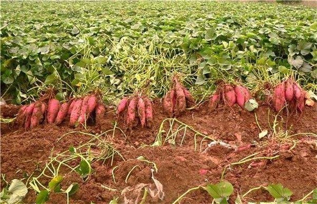 红薯 施肥 方法