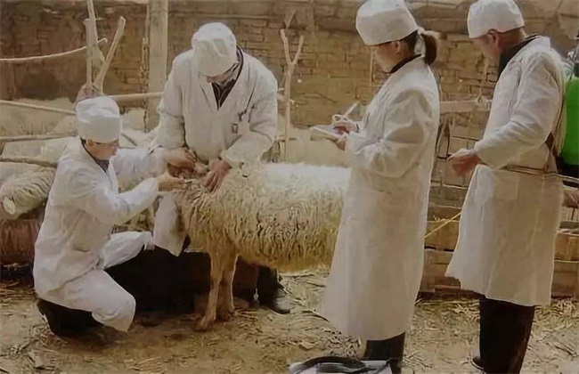 羊接种疫苗时的注意事项