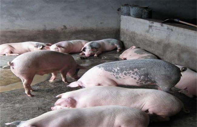 如何提高养猪的经济效益