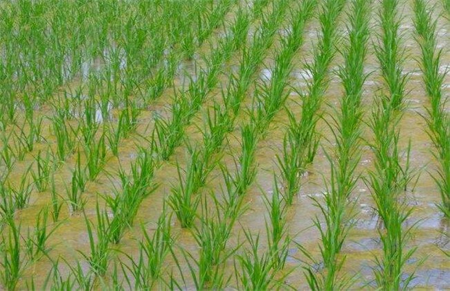 水稻洪涝灾害后该怎么办