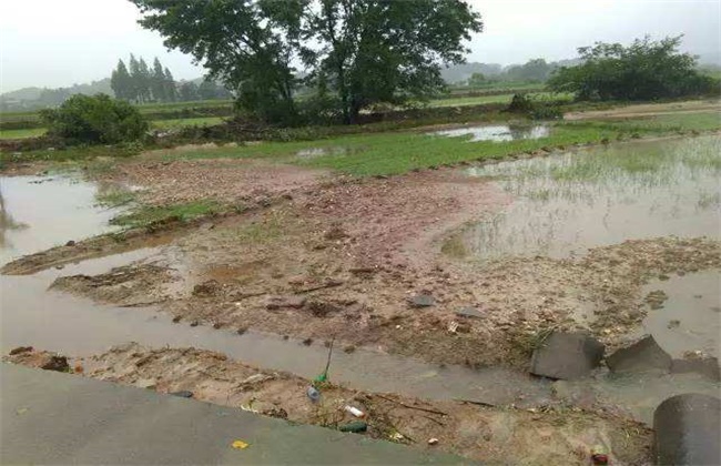 水稻洪涝