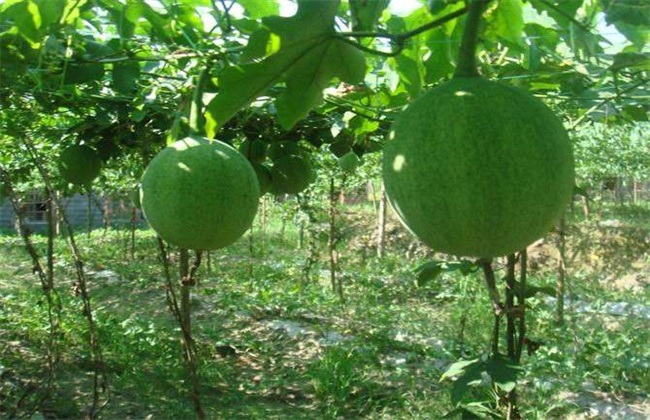 瓜蒌 种植效益 分析