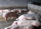 如何提高养猪的经济效益