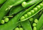 豌豆种植效益分析