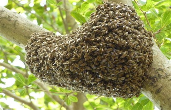 蜜蜂适合在什么地方养殖 蜜蜂适合在什么地方养殖呢