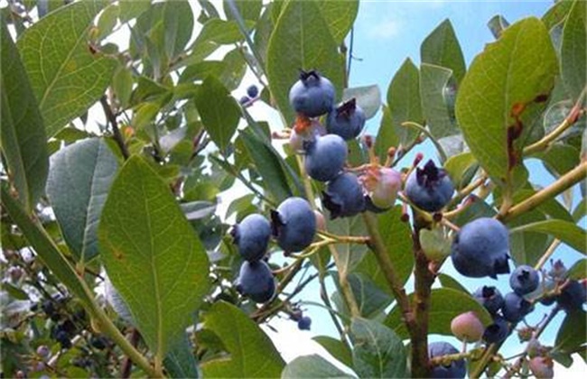 蓝莓僵果防治方法