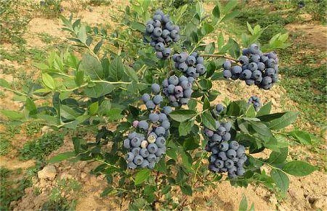 蓝莓施肥技术