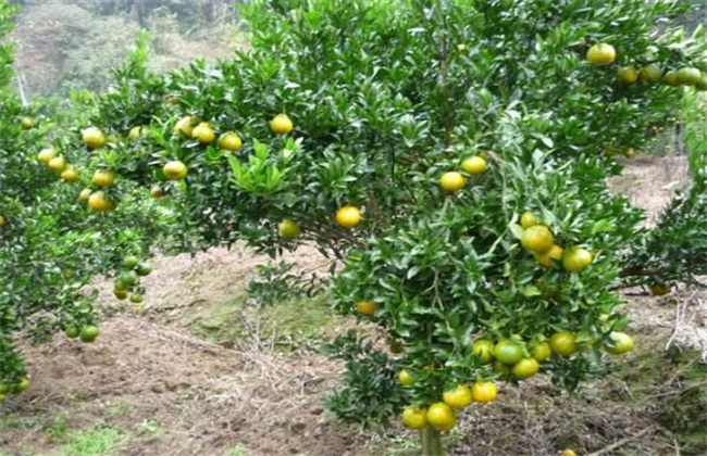 柑橘种植效益