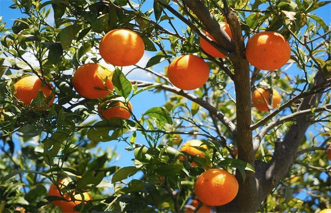 柑橘 种植 效益