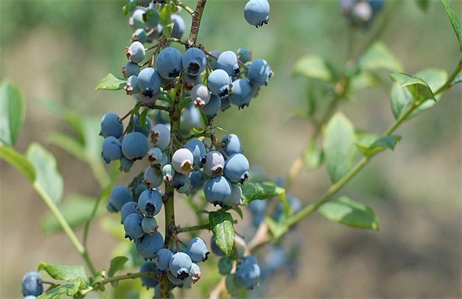 蓝莓种植效益分析