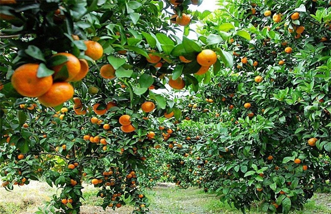 降低 柑橘种植效益 因素