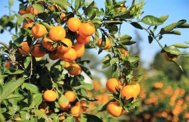 降低 柑橘种植效益 因素
