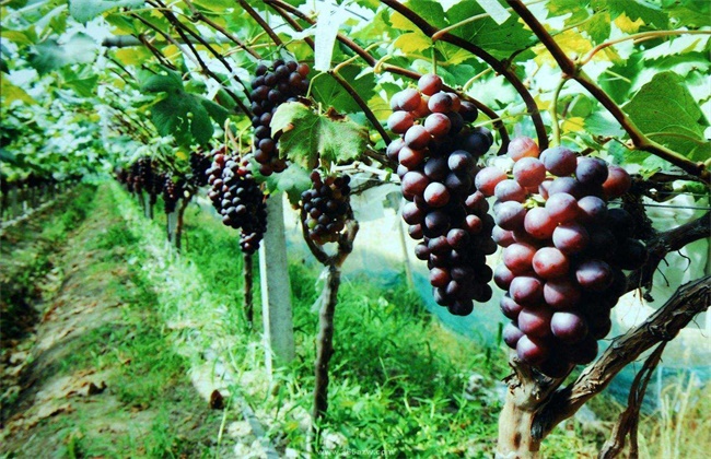 葡萄种植效益分析