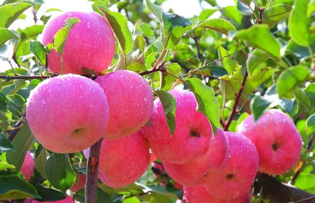 苹果种植效益分析