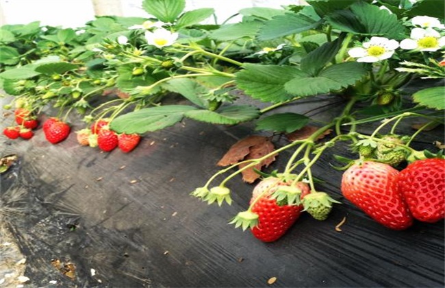草莓 种植 效益