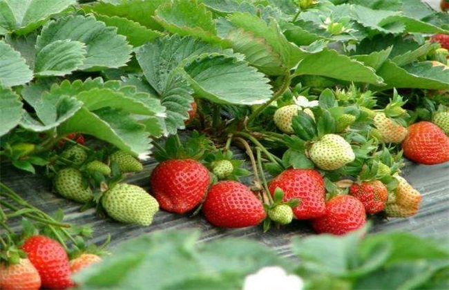 草莓 种植 效益