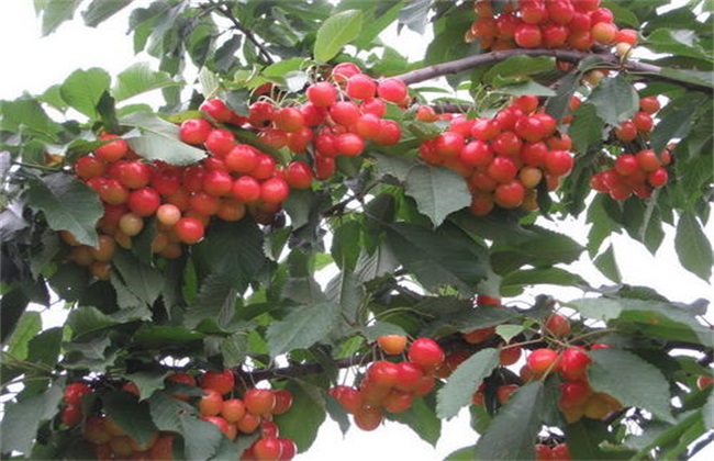 樱桃 种植效益 分析