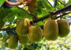猕猴桃种植效益分析