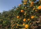 降低柑橘种植效益的因素