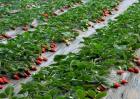 草莓种植效益