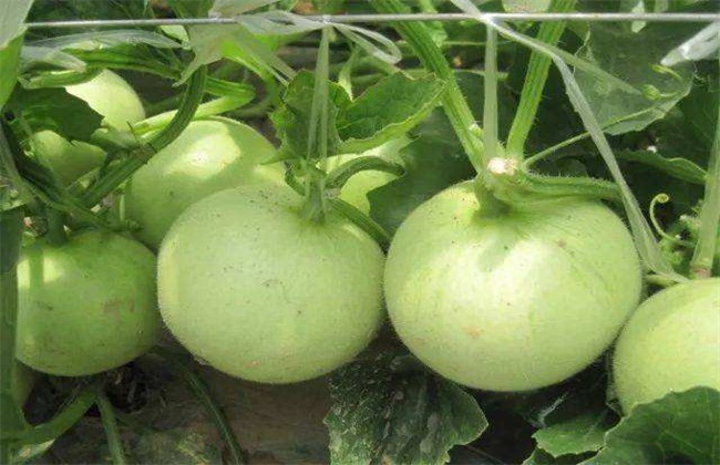 香瓜种植效益
