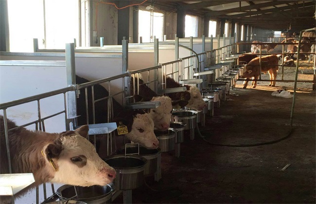 春季 养牛 饲养管理要点