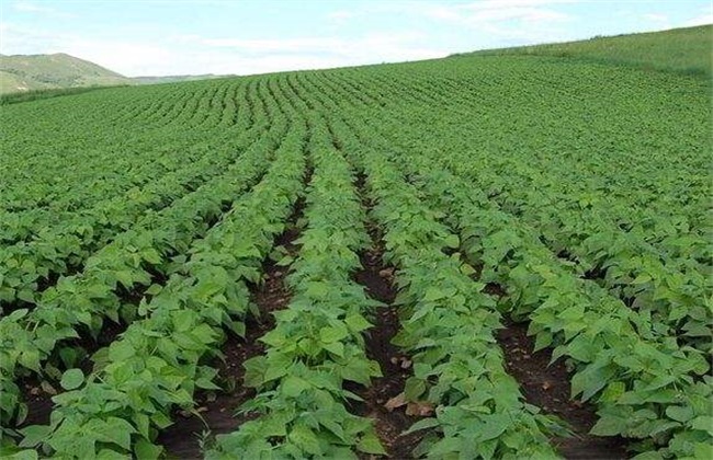 大豆 种植 技术