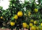 柚子种植效益