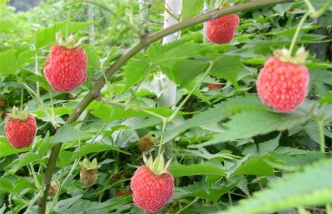 树莓 种植效益 分析